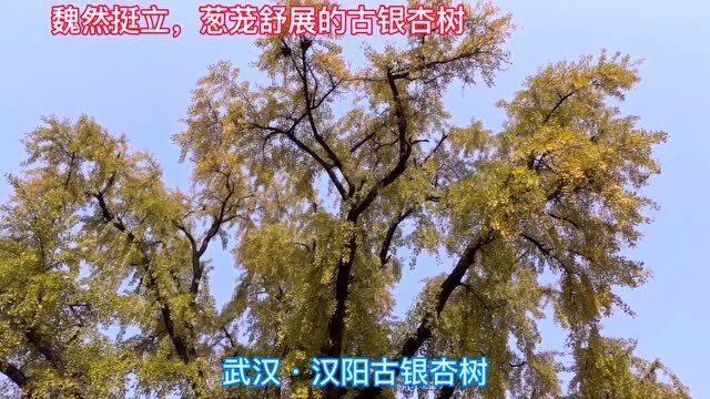六百年的树，时光之树的传奇故事