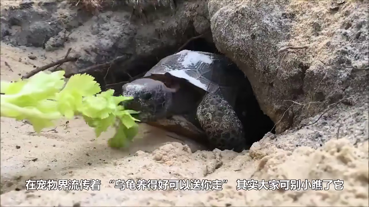 惊魂一刻，甲鱼咬住男子手，意外水中松口