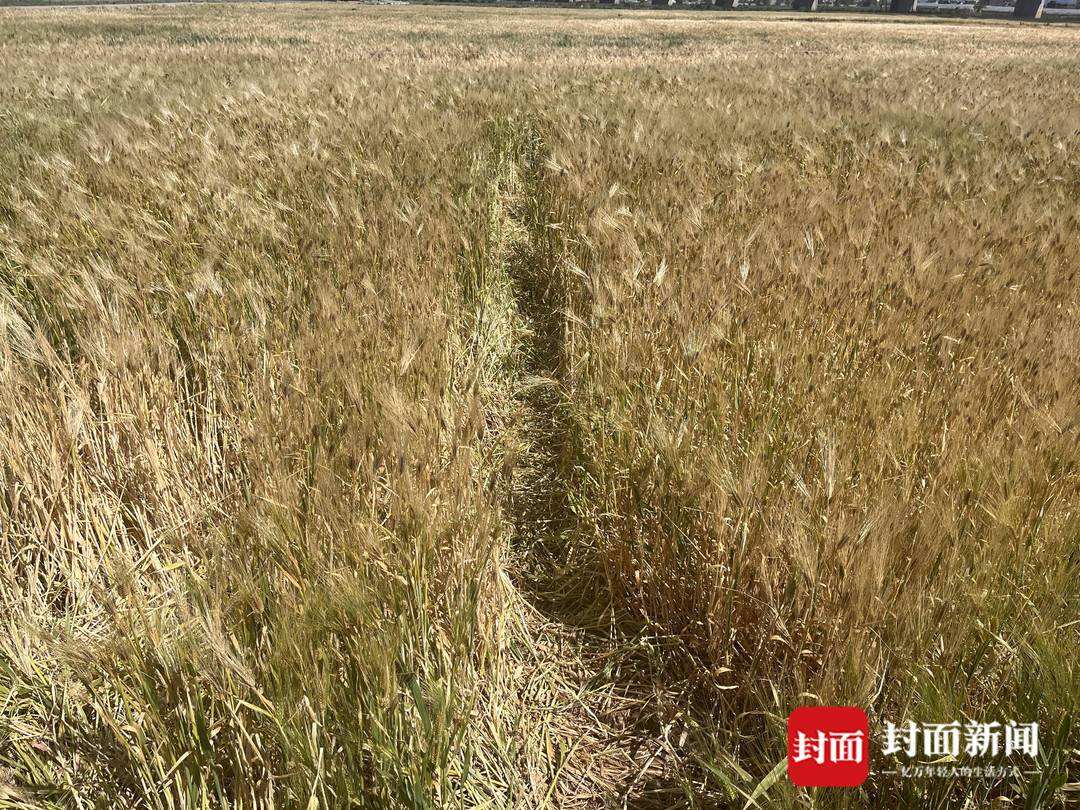 网红麦田遭游客踩踏背后的反思