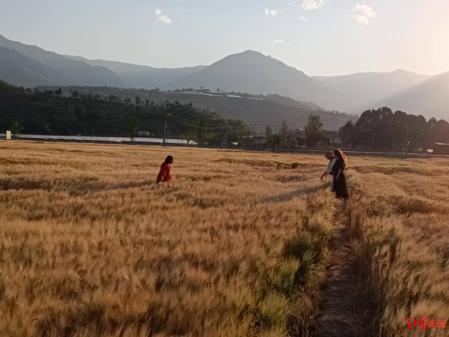 网红麦田遭游客踩踏背后的反思