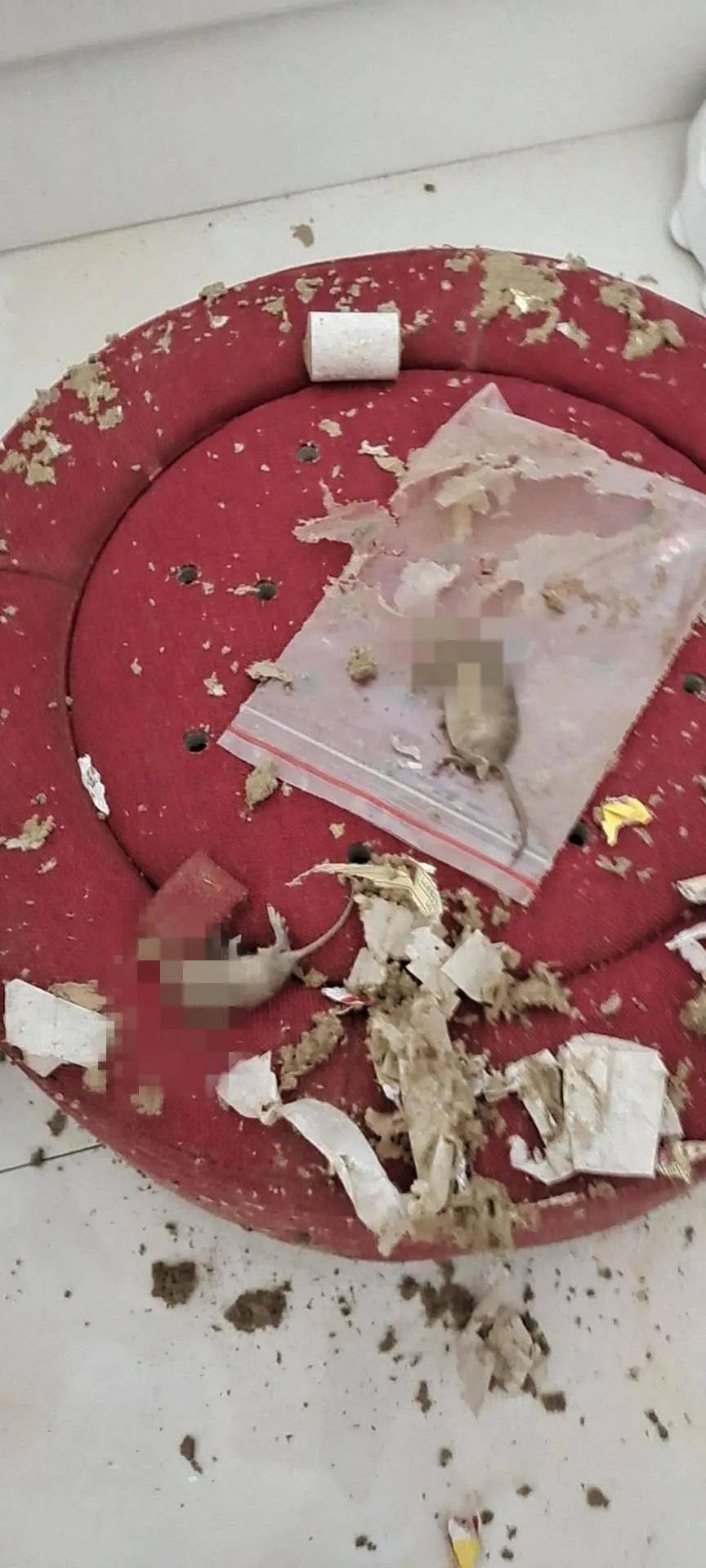 拆快递拆出活老鼠，惊魂一刻的背后真相