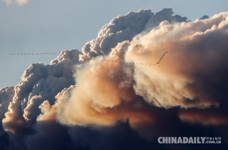 震惊！加州上空50只鸟空中爆炸事件揭秘