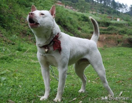 白象怎么样？全面解读白象品牌