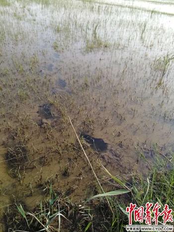 水污染致秧苗死亡，背后的真相与我们的行动