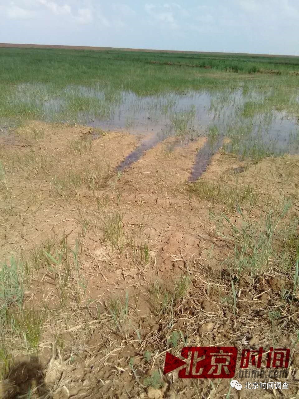水污染致秧苗死亡，背后的真相与我们的行动