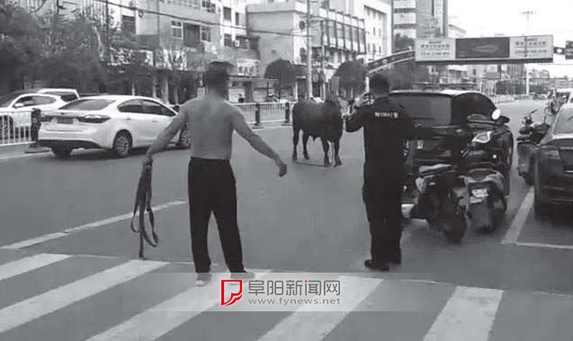 疯狂失控，疯牛乱窜撞行人被毙的电影故事深度解析