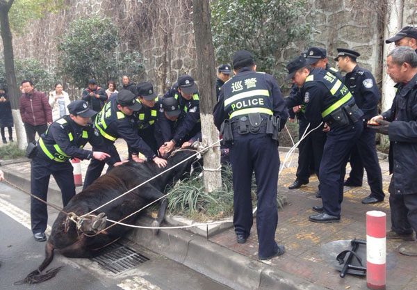 疯狂失控，疯牛乱窜撞行人被毙的电影故事深度解析