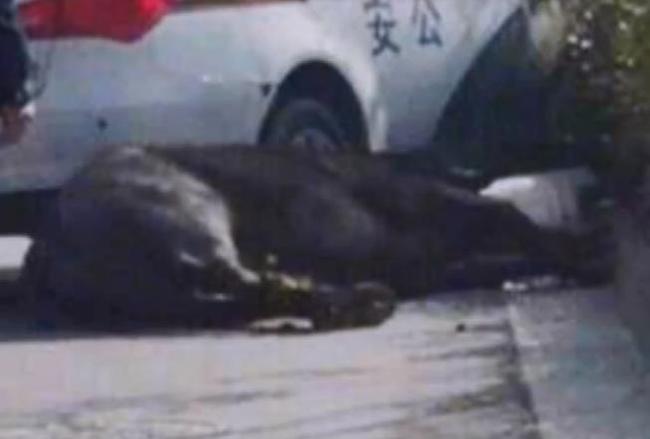 疯牛撞死人视频，事件背后的反思与启示
