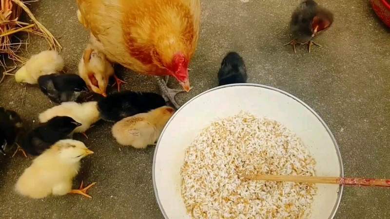 鸡吃的米人能吃吗？解读食物安全与食用常识