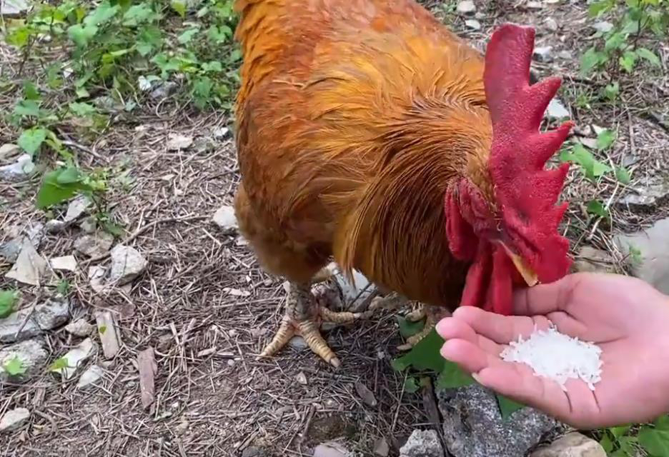 鸡吃的米人能吃吗？解读食物安全与食用常识