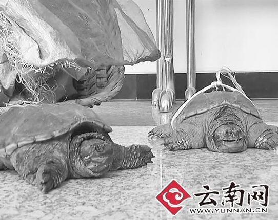 天降乌龟砸死小孩 饲主判赔百万