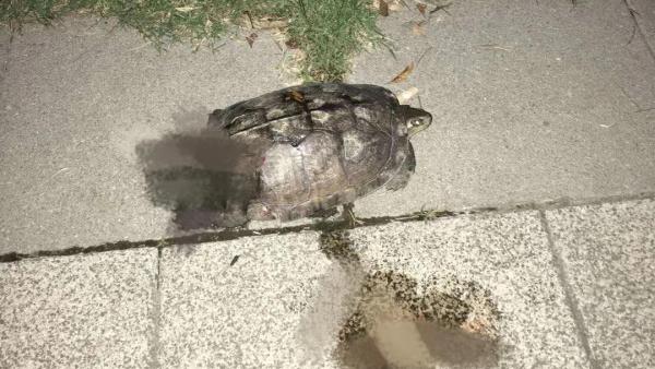 天降乌龟砸死小孩 饲主判赔百万