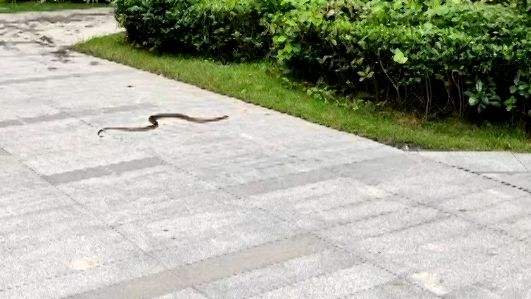 小区惊现2米滑鼠蛇，一次不寻常的遭遇