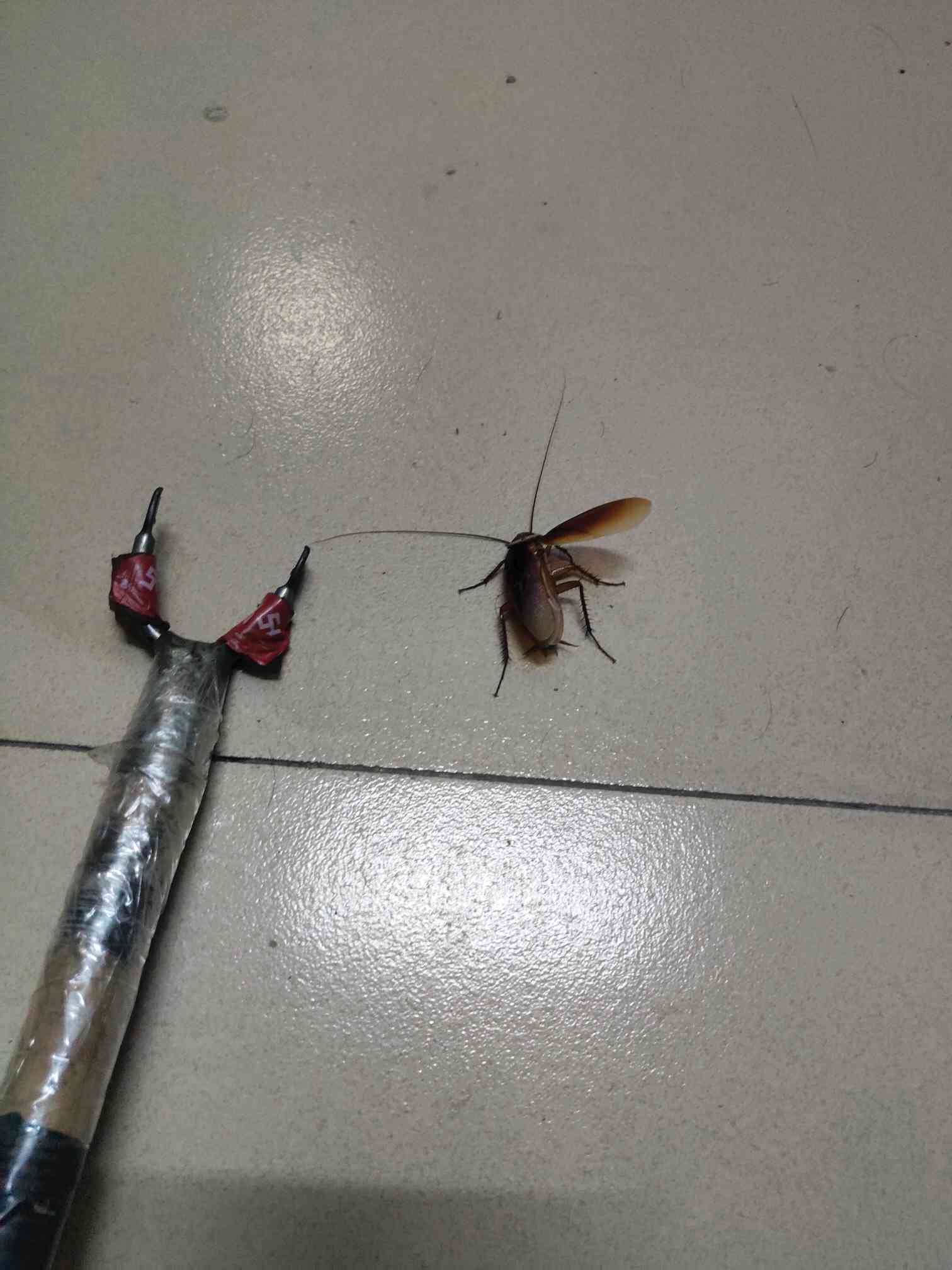 北京惊现带翅膀的巨无霸蟑螂，一网打尽真相与科普