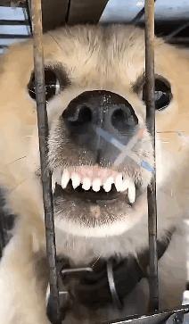 恶犬狂吠小伙大喊退退退——社区安全与文明养犬的探讨