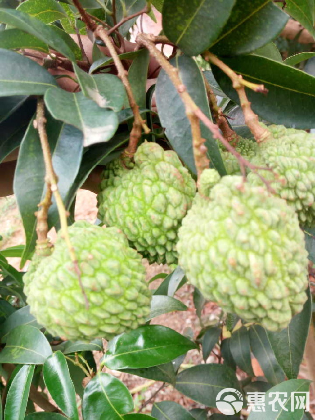 荔枝王能否种植？全面解析荔枝王的种植技术与条件