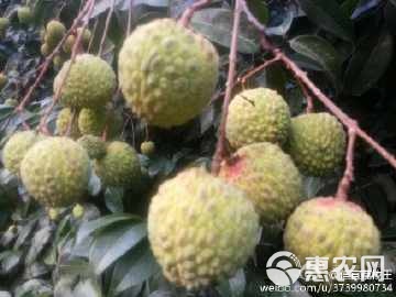 荔枝王能否种植？全面解析荔枝王的种植技术与条件