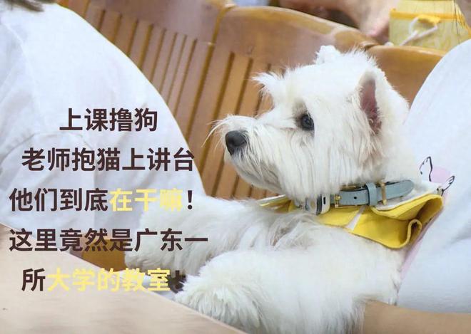 开设宠物学的大学，探索新时代下的教育模式创新
