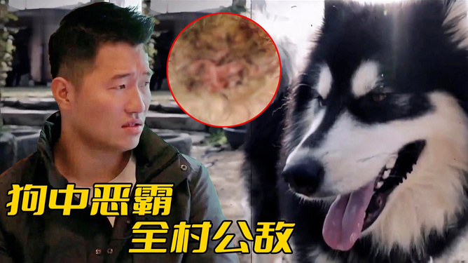 关于狗咬我三个月后死亡的事件解析