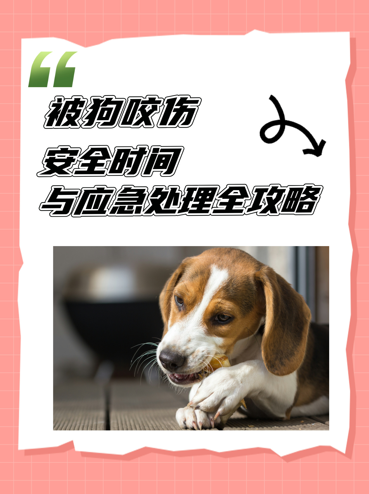 关于狗咬后三个月未发病是否安全的探讨